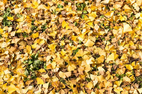 地上的银杏树的叶子 — 图库照片
