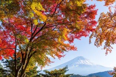 mt. fuji ve sonbahar yaprakları, göl kawaguchi