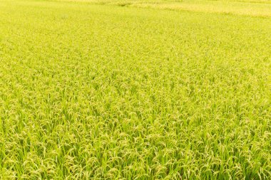 Paddy taze pirinç alan 