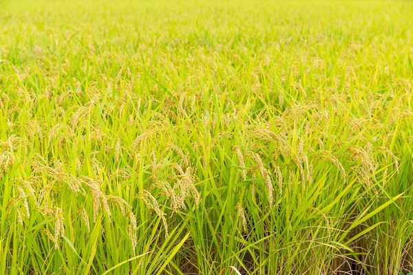Paddy taze pirinç alan — Stok fotoğraf