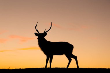 Silhouette of deer at evening on hill clipart