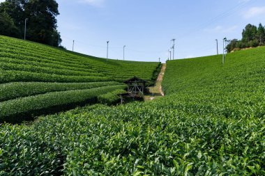 Güzel taze çay plantasyon alan