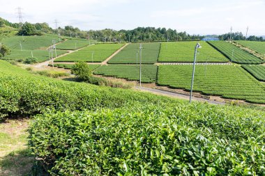 Güzel taze yeşil çay plantasyon