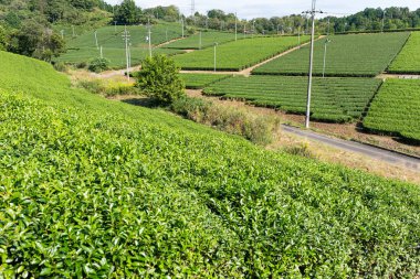 Güzel taze yeşil çay alanı