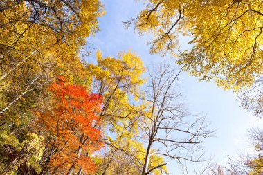 akçaağaç sonbahar orman