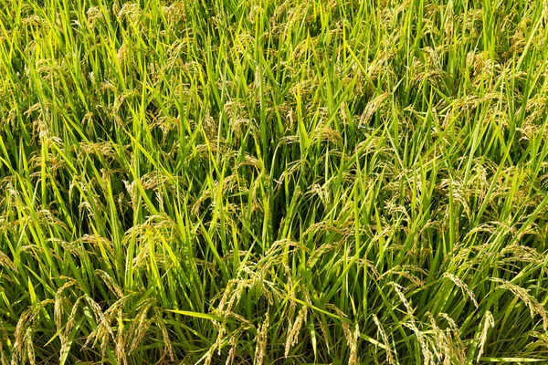 Pole ryżu niełuskanego zielony — Zdjęcie stockowe