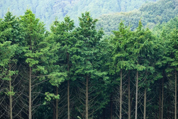 녹색 열대림 — 스톡 사진