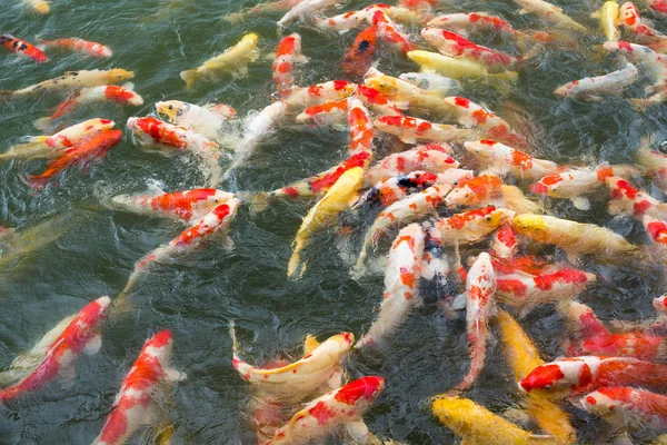 Viele Koi-Fische im Teich — Stockfoto