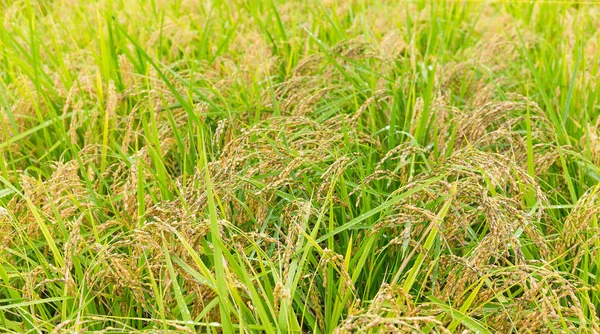 Pirinç alan yakın çekim — Stok fotoğraf
