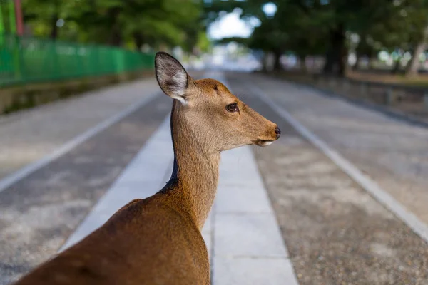Schattig wilde herten in Nara park — Stockfoto