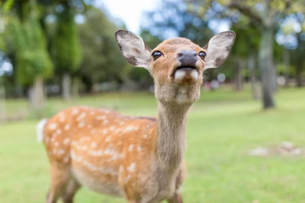 Mooie reeën close-up — Stockfoto