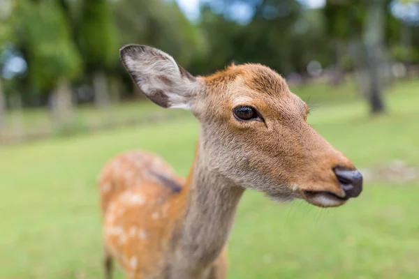 Mooie reeën close-up — Stockfoto