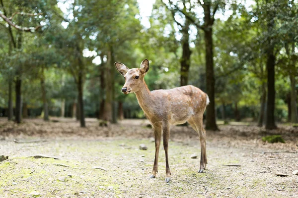 Bellissimo cervo grazong nel parco — Foto Stock