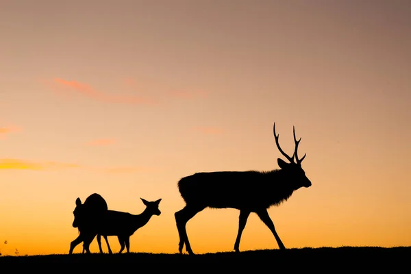 Silueta de ciervo en la noche en la colina —  Fotos de Stock