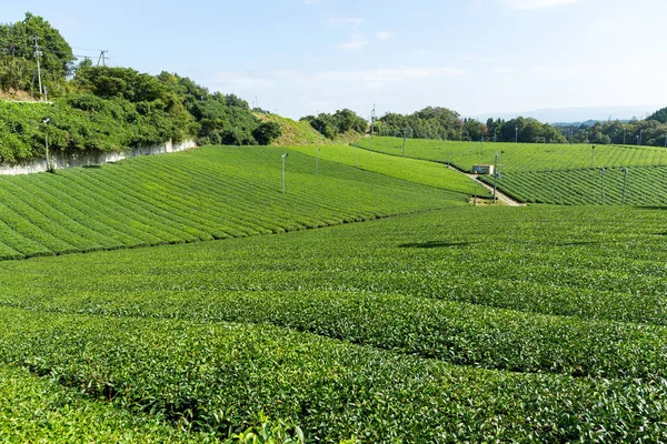Green Tea field — Stock Photo, Image