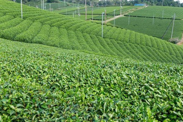 Świeże Zielona herbata plantation — Zdjęcie stockowe