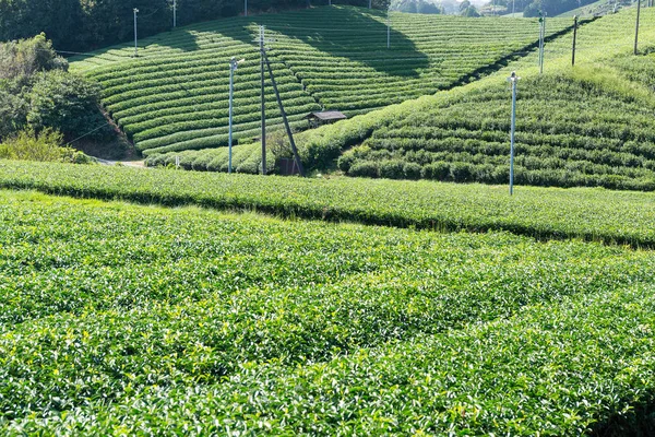 Piękna zielona herbata pola — Zdjęcie stockowe