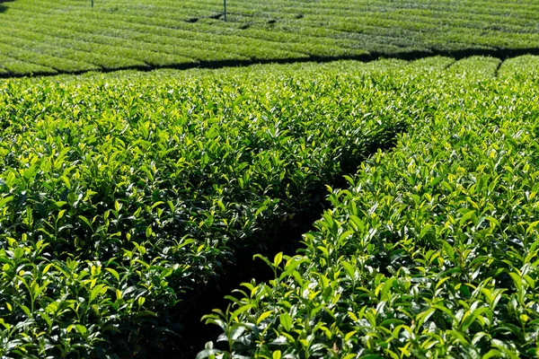 Fattoria del tè verde — Foto Stock