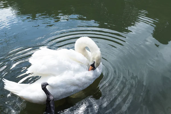 Labutě, koupání v rybníku — Stock fotografie