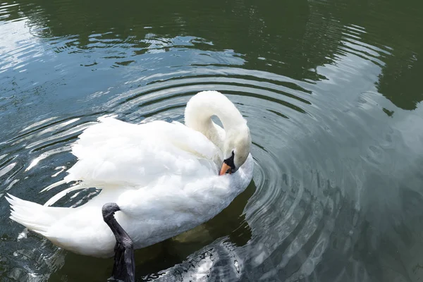 Cisnes nadando en estanque — Foto de Stock