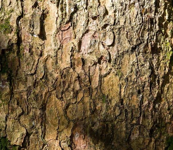 Textura de casca de árvore sob a luz solar — Fotografia de Stock