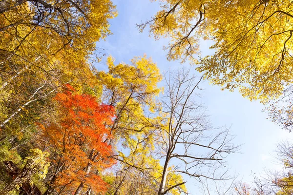 Klony w jesień las — Zdjęcie stockowe
