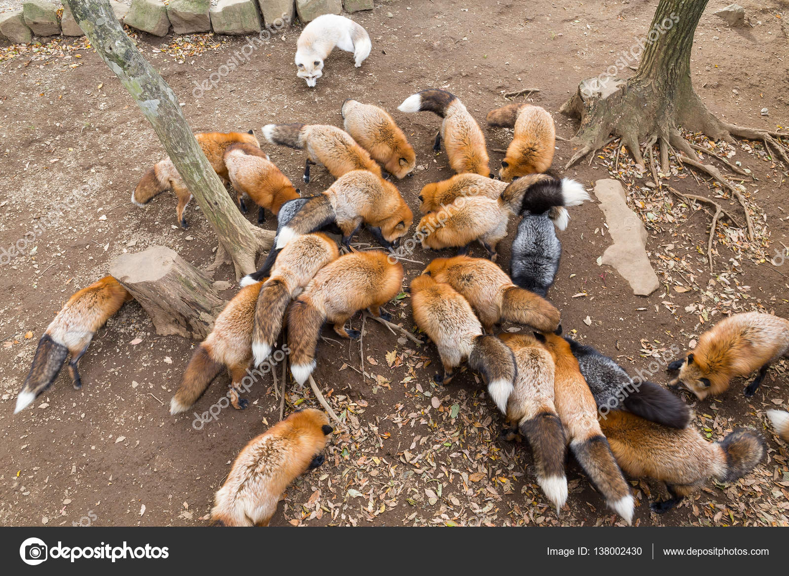 Group of foxes eating together — Stock Photo © leungchopan 138002430