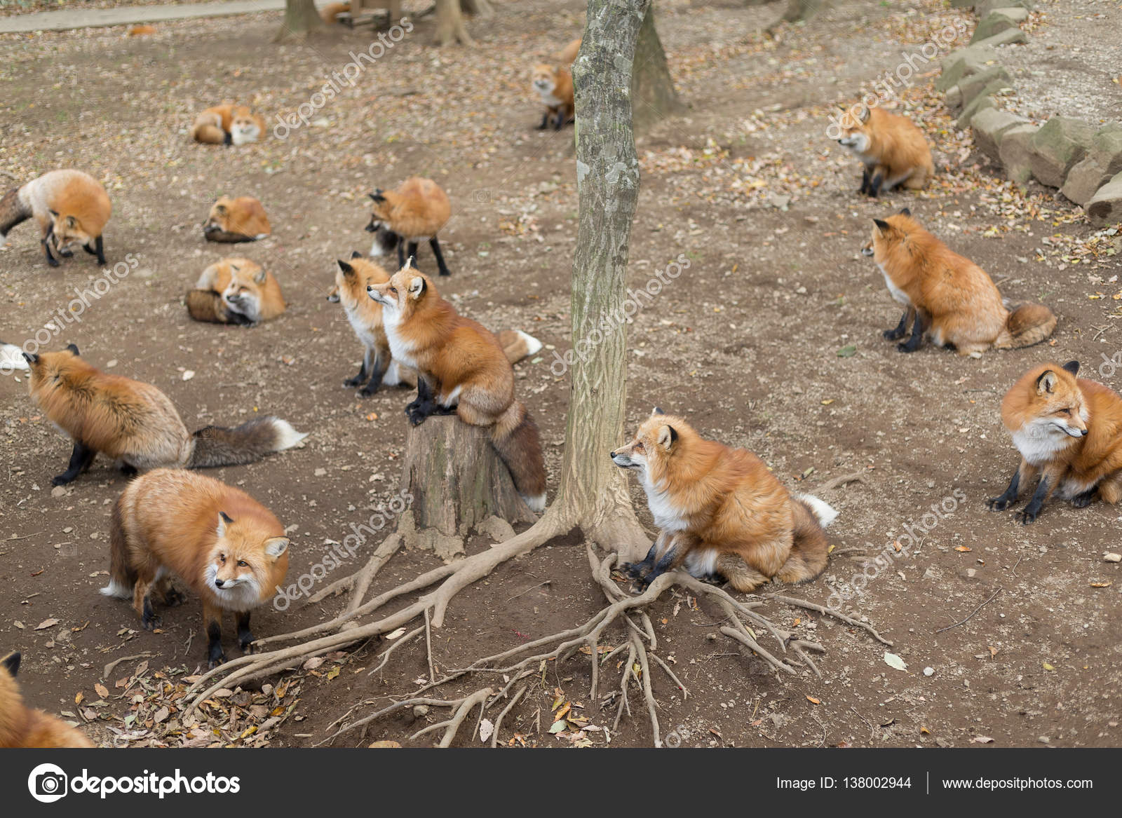 Group Foxes 56