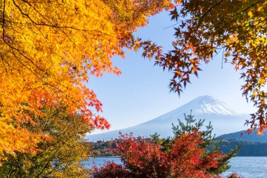 Fujisan ve maple ağaçlar