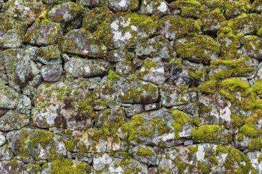 Tuğla duvar dokusu ile liken 