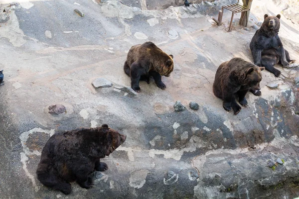 Bruine beren zittend op de rots — Stockfoto