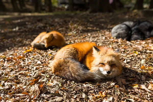 Red foxes sleeping at outdoor — Stock Photo, Image