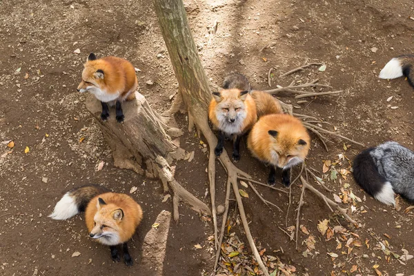 Muchos zorros juntos en el bosque —  Fotos de Stock