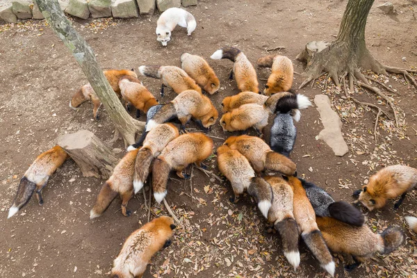 Grupo de zorros comiendo juntos —  Fotos de Stock