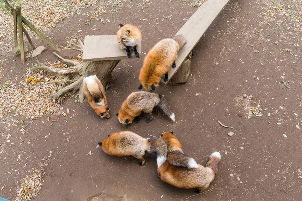 Todos los zorros rojos comiendo juntos —  Fotos de Stock