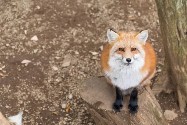 Renard roux regardant à la caméra — Photo