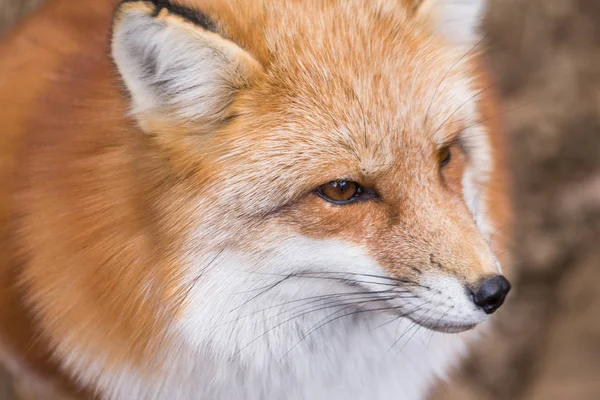 Red fox face