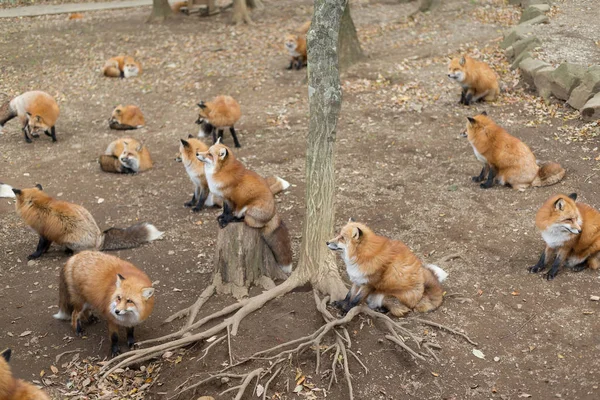 Grupo de zorros rojos en el bosque —  Fotos de Stock