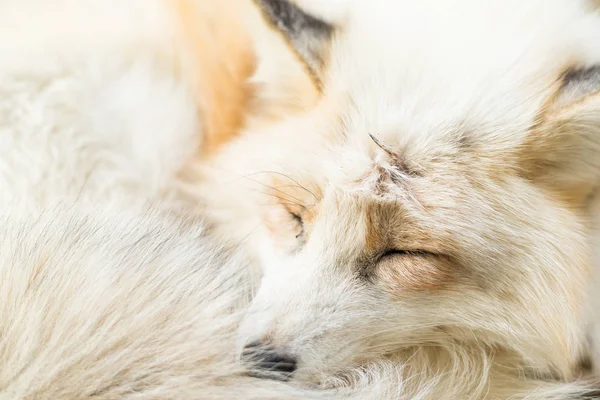 Fox dormire da vicino — Foto Stock