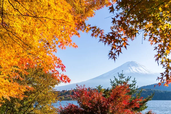 Fujisan ve maple ağaçlar