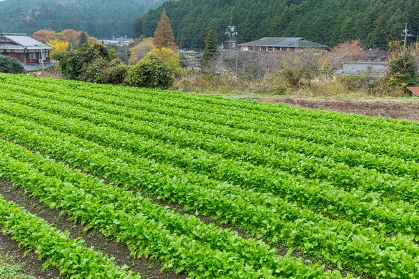 Sallad fält i Japan — Stockfoto