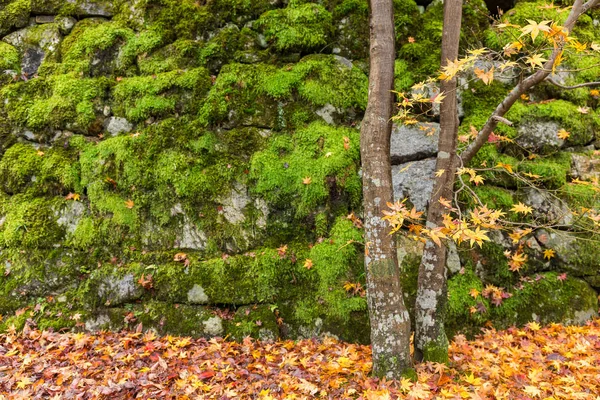 Japanese garden in autumn season — Stock Photo, Image