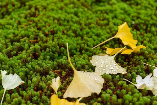 Ginkgo folhas de árvore no chão — Fotografia de Stock