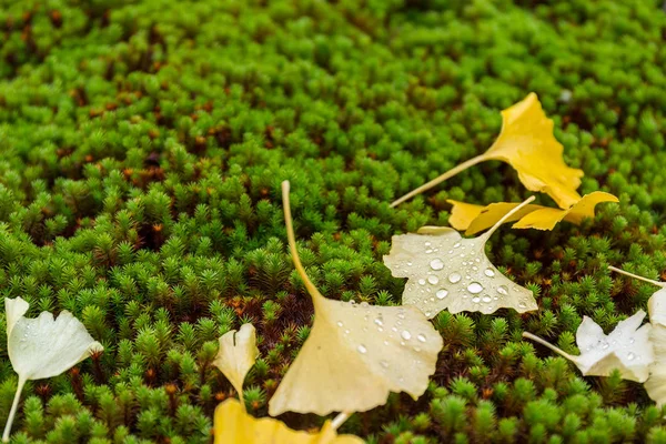 Frunzele de copac Ginkgo pe pământ — Fotografie, imagine de stoc