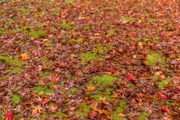 Ground with maple leaves — Stock Photo, Image