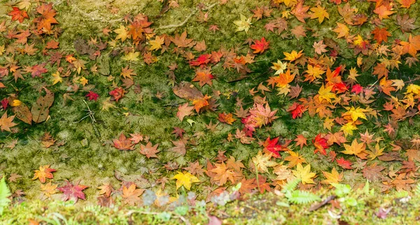 Javor podzimní listí na zemi — Stock fotografie