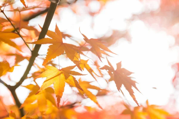 Feuilles d'érable sous la lumière du soleil — Photo