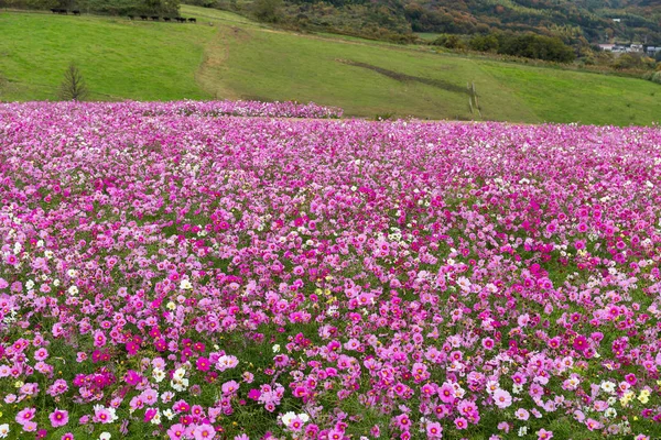 Cosmo rosa fiori in giardino — Foto Stock