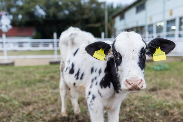 Cow for milk production — Stock Photo, Image