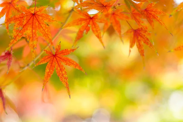 Árboles de arce en temporada de otoño — Foto de Stock